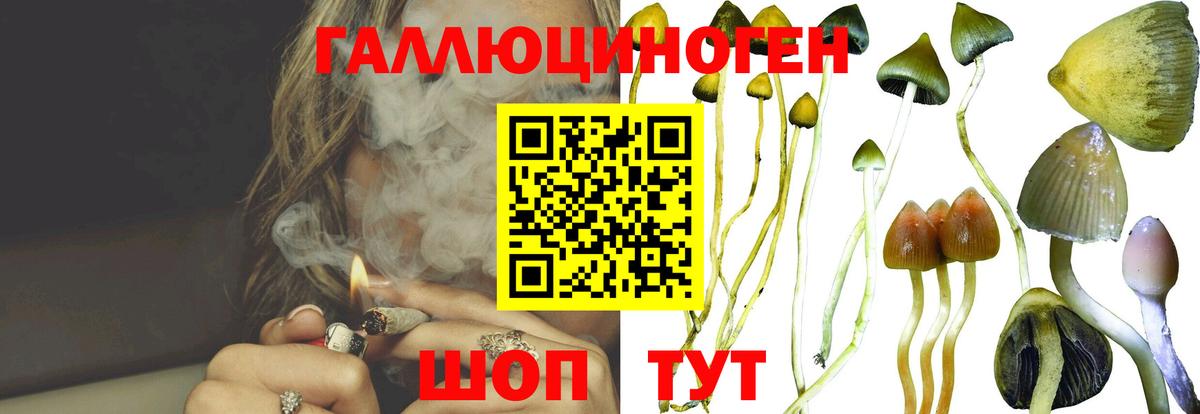 Псилоцибиновые грибы Psilocybe  Псилоцибиновые грибы прущие грибы  Вход с VPN  Балашов 